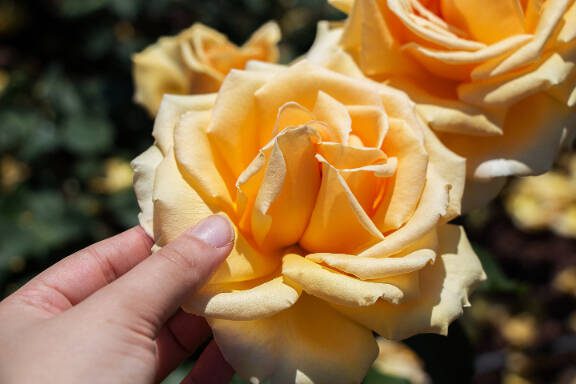 Hand holding a  colorful Rose Flower