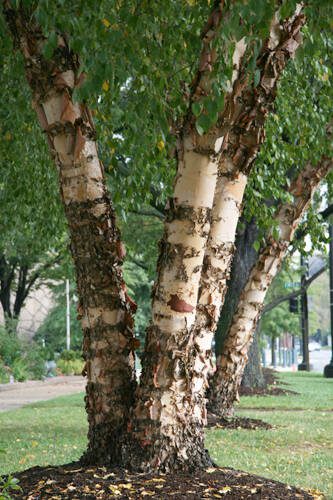The bark of heritage birch has more white, cream and pale salmon tones than the typical river birch. (Richie Steffen)