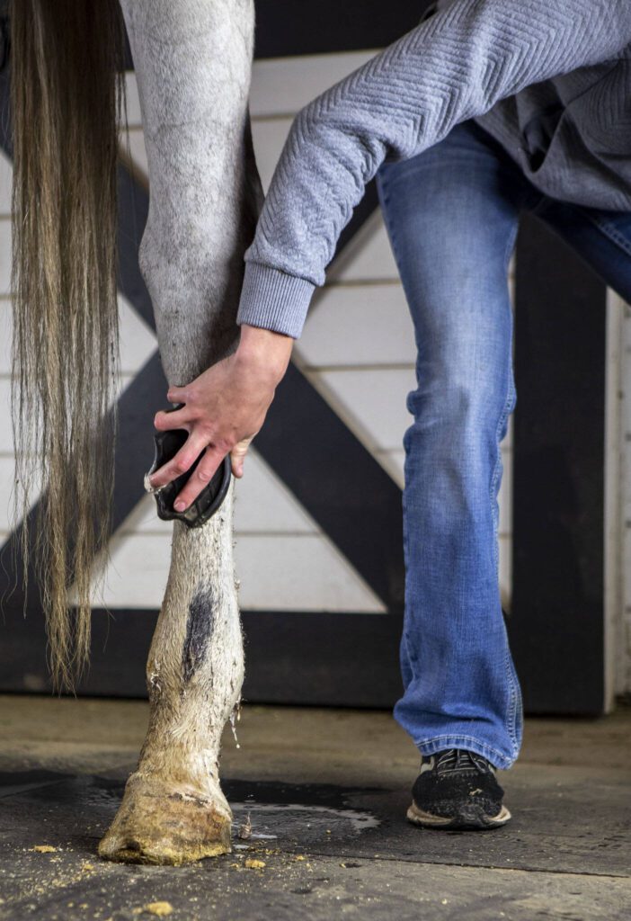 Kaisa checks Manny’s legs for lesions and brushes away dirt during his initial inspection at the Gifford Horses barn in Snohomish, Washington on Tuesday, May 30, 2023. (Annie Barker / The Herald)
