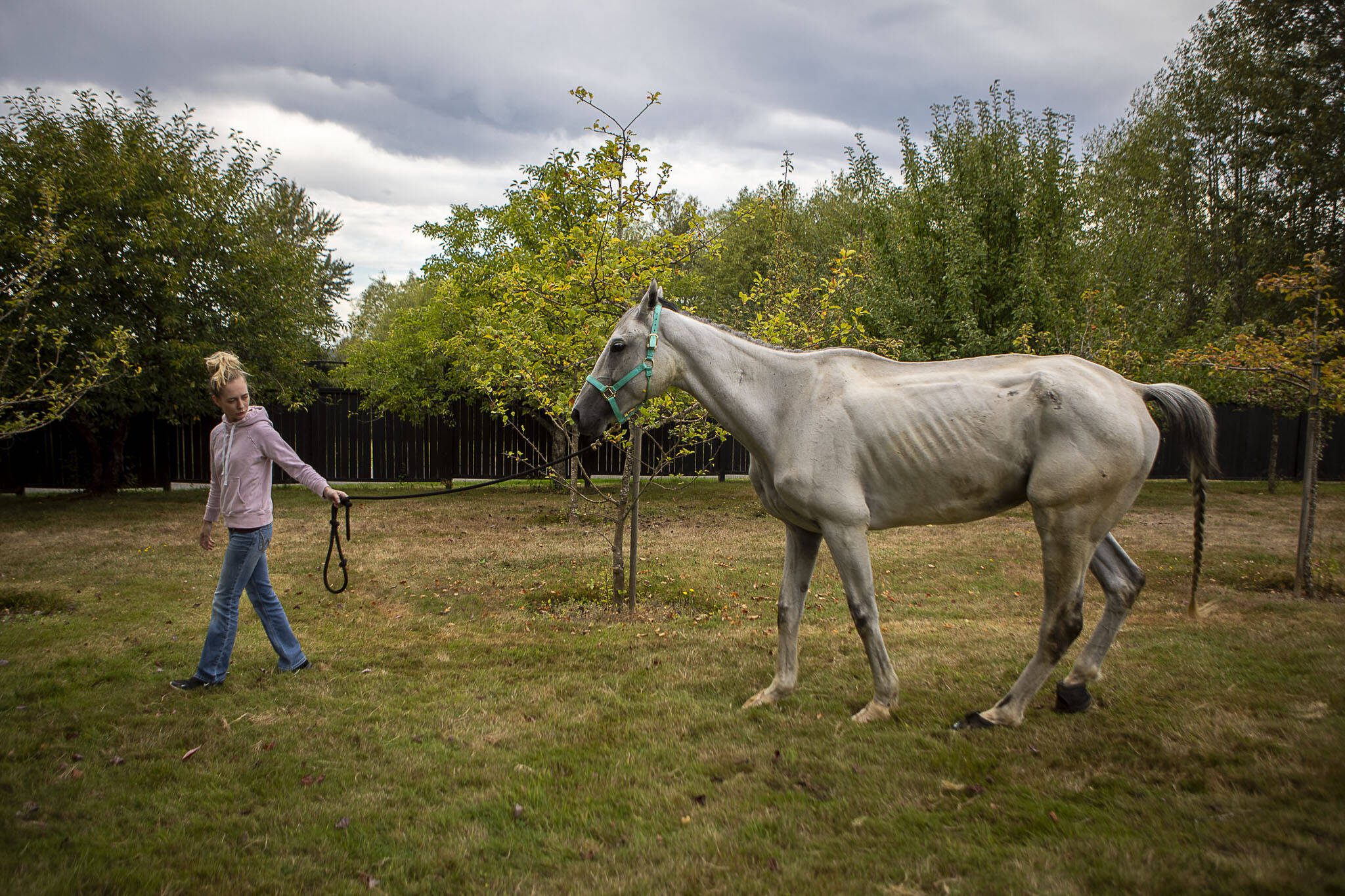 Kaisa Gifford walks slowly with Manny at the Gifford Horses barn in Snohomish, Washington on Thursday, Sept. 7, 2023. Manny is able to walk longer periods of time and is regaining some of his lost body weight. (Annie Barker / The Herald)