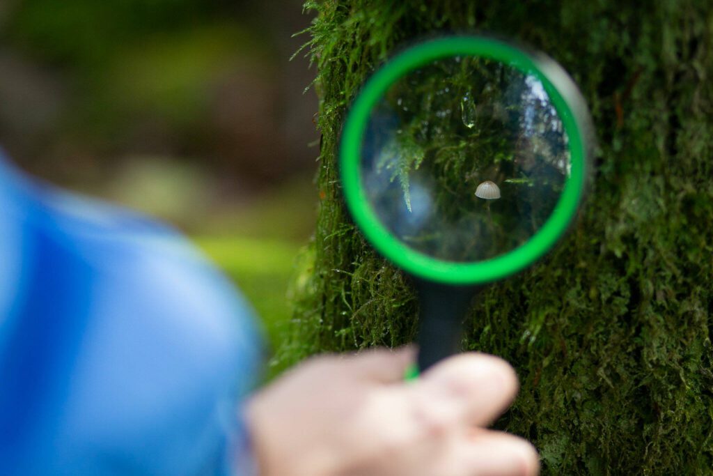 Reporter Ta’Leah van Sistine observes some of the forest’s smaller lifeforms during a forest bathing session Sunday, Nov. 19, 2023, at Lord Hill Regional Park near Snohomish, Washington. (Ryan Berry / The Herald)
