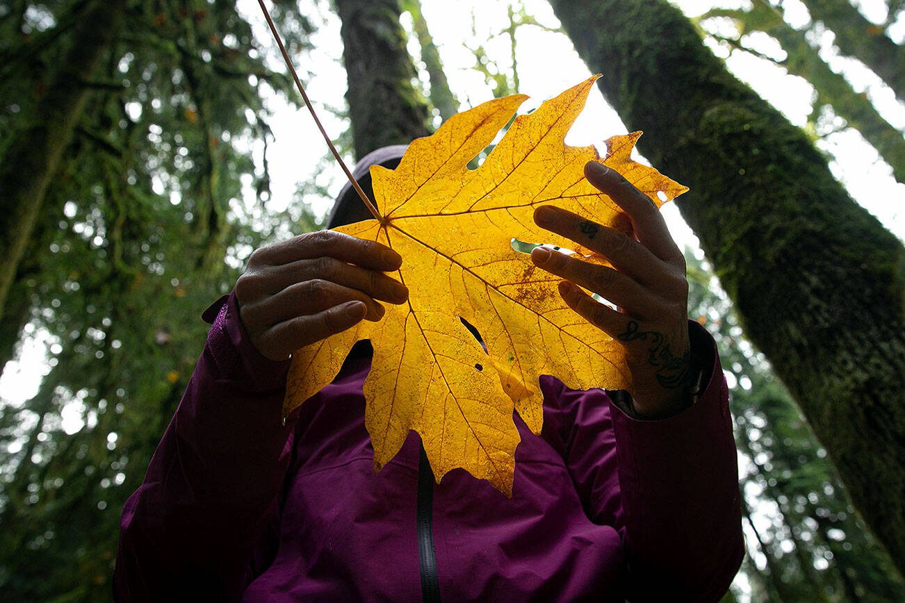 Alexis Burroughs holds a bigleaf maple leaf while guiding her participants through sensory observation during a forest bathing session Sunday, Nov. 19, 2023, at Lord Hill Regional Park near Snohomish, Washington. (Ryan Berry / The Herald)
