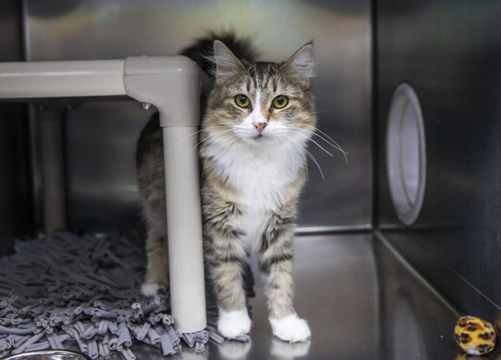 Aurora, a cat with a pending adoption, at PAWS on Monday, Nov. 27, 2023, in Lynnwood, Washington. (Olivia Vanni / The Herald)
