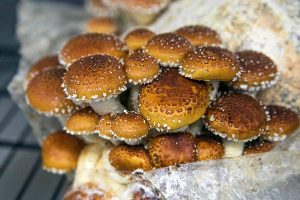 Chestnut mushrooms grow in a fruiting tent on Friday, Dec. 1, 2023, at Black Forest Mushrooms in Everett, Washington. (Ryan Berry / The Herald)
