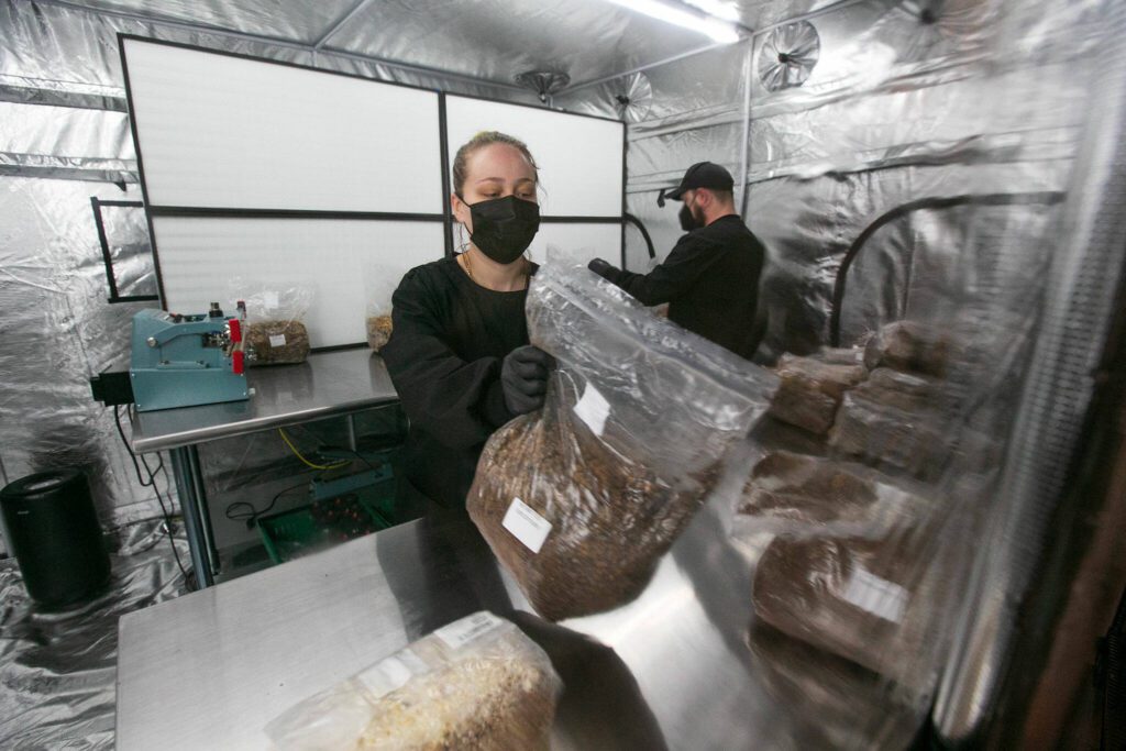 Black Forest Mushrooms staff work inside a sterilized inoculation lab on Friday, Dec. 1, 2023, in Everett, Washington. (Ryan Berry / The Herald)
