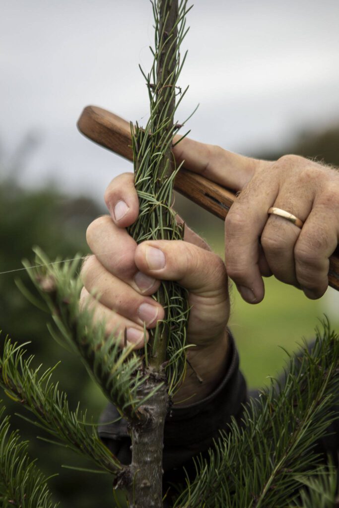 Keith Stocker talks about the process of growing trees at Stocker Farms in Snohomish, Washington on Tuesday, Oct. 17, 2023. (Annie Barker / The Herald)
