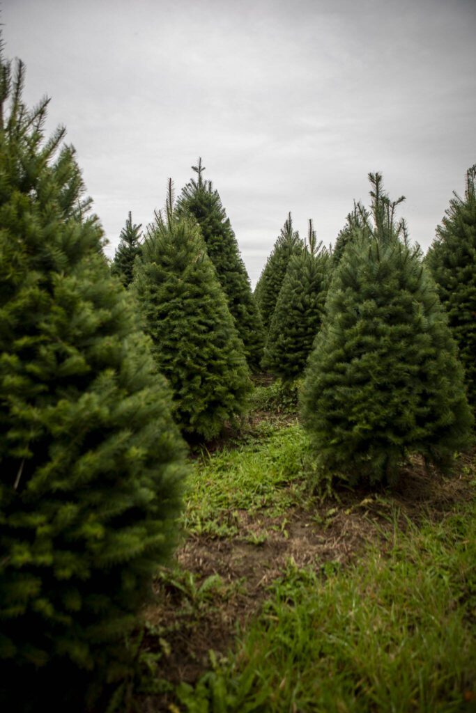 Christmas trees at Stocker Farms in Snohomish, Washington on Tuesday, Oct. 17, 2023. (Annie Barker / The Herald)
