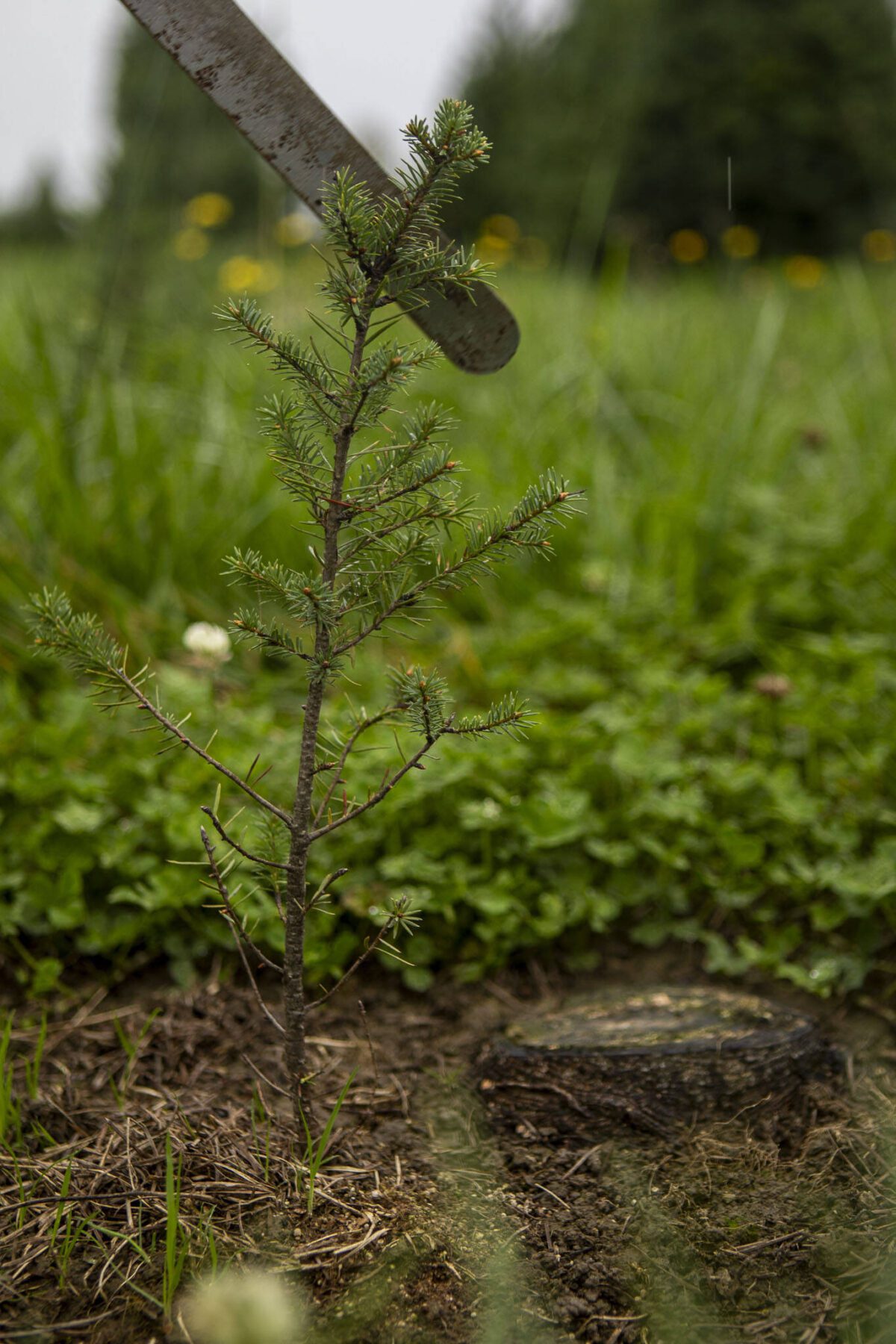 Snohomish tree farm brings Christmas spirit, one seedling at a time