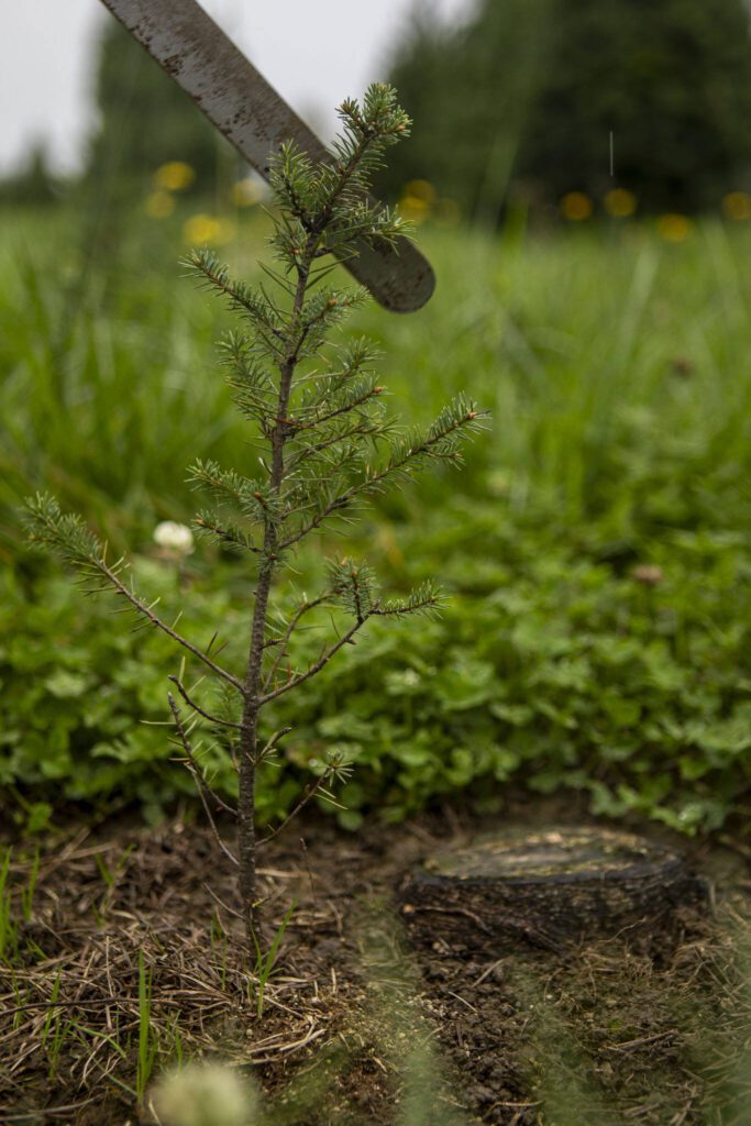 A sapling grows next to the stump of a tree from a previous year at Stocker Farms in Snohomish, Washington on Tuesday, Oct. 17, 2023. (Annie Barker / The Herald)
