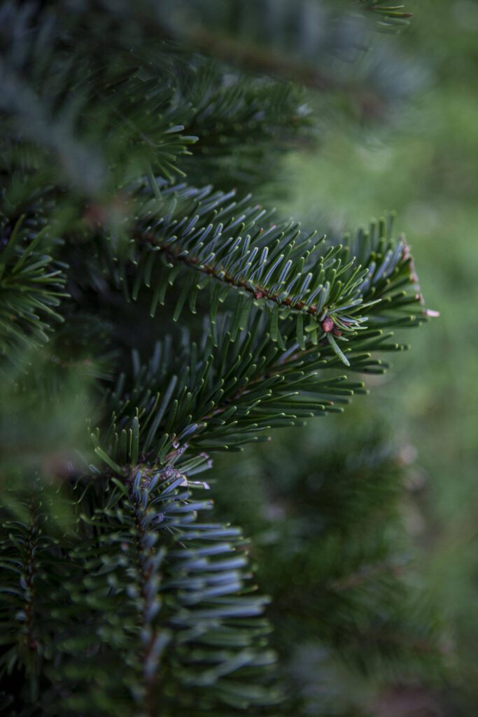 Christmas trees at Stocker Farms in Snohomish, Washington on Tuesday, Oct. 17, 2023. (Annie Barker / The Herald)
