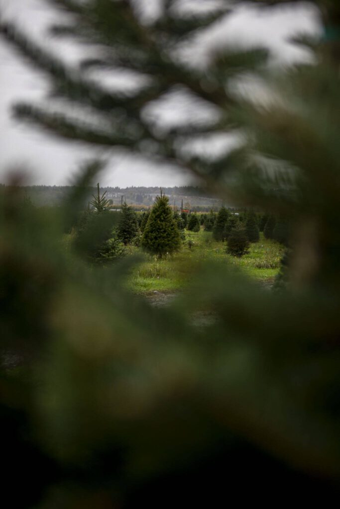 Christmas trees at Stocker Farms in Snohomish, Washington on Tuesday, Oct. 17, 2023. (Annie Barker / The Herald)
