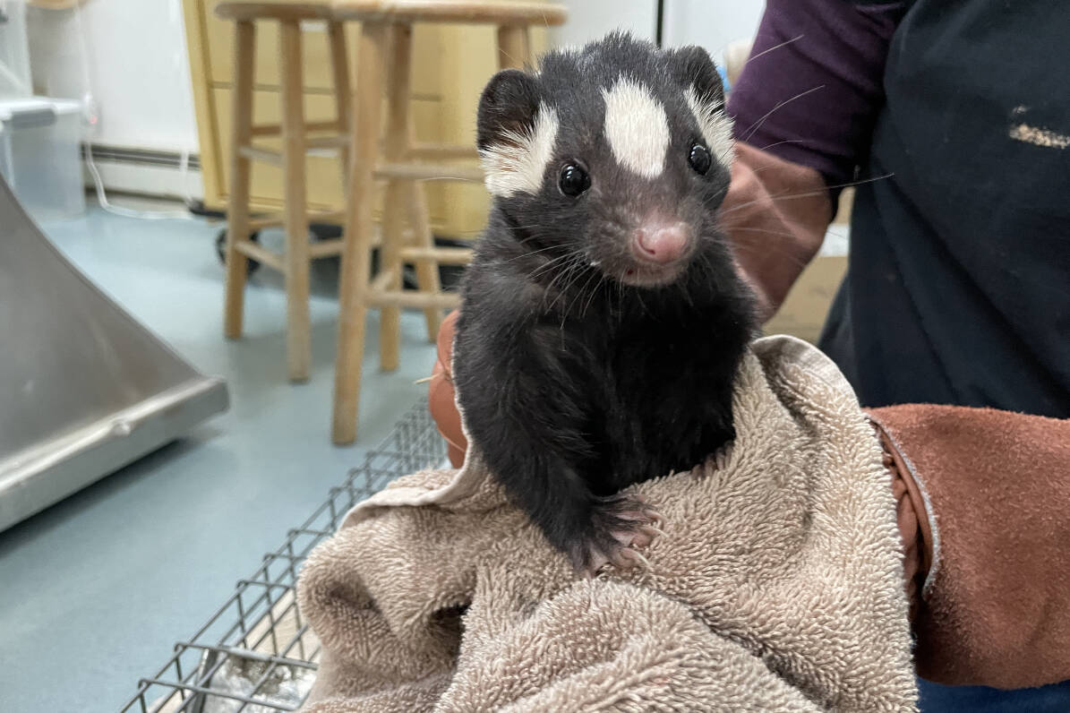 The center focuses on ensuring independence and encouraging natural development within rehabilitation. Photo courtesy of Sarvey Wildlife Care Center.