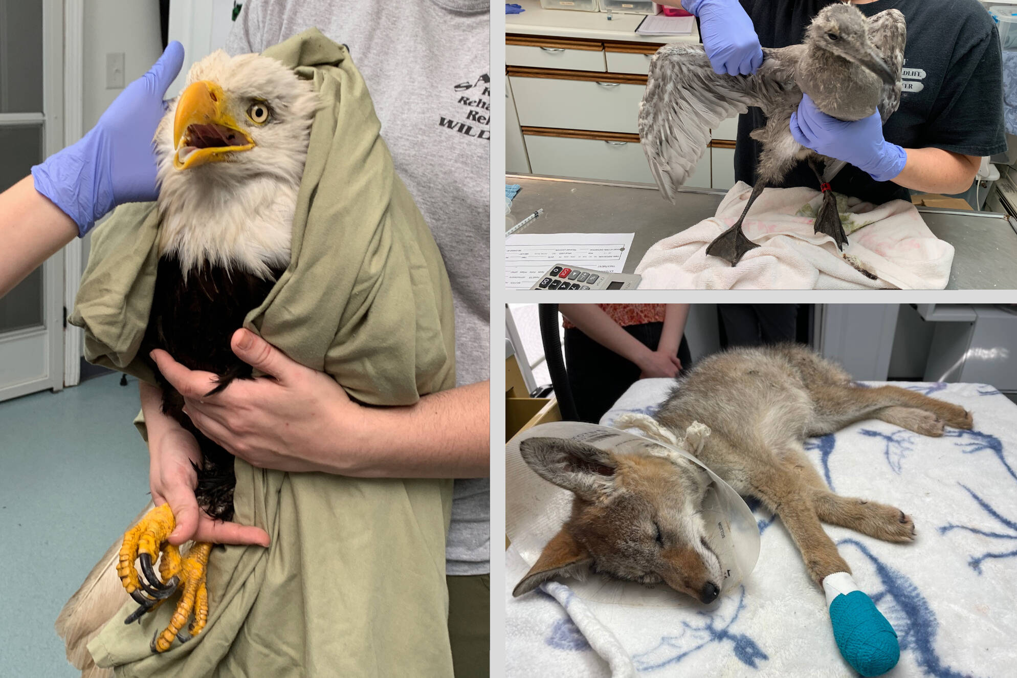 The center attends to over 3,000 animals a year, spanning 135 species. Photos courtesy of the Sarvey Wildlife Care Center.