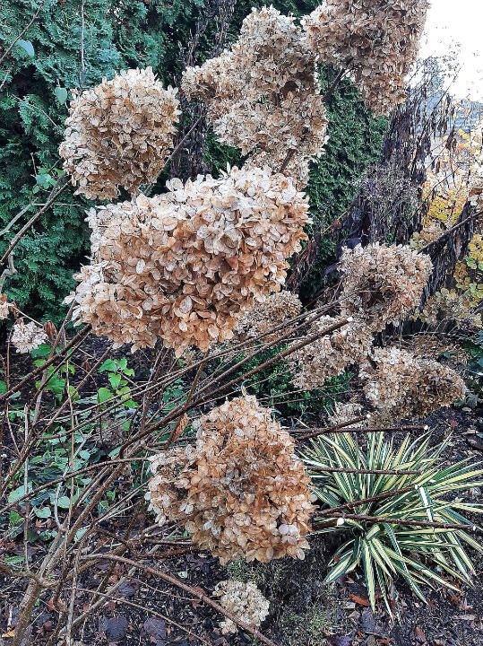 Hydrangea blossoms in Steve’s winter garden. (Steve Smith)
