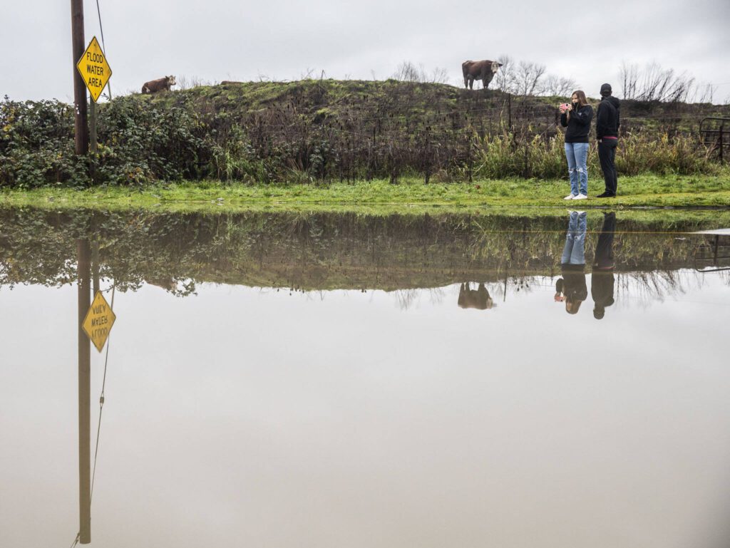A cow watches from higher ground while Brooklyn Holton, left, and Breyline Sawyer, right, stop to take photos of the flooding along Old Snohomish Monroe Road on Wednesday, Dec. 6, 2023 in Snohomish, Washington. (Olivia Vanni / The Herald)
