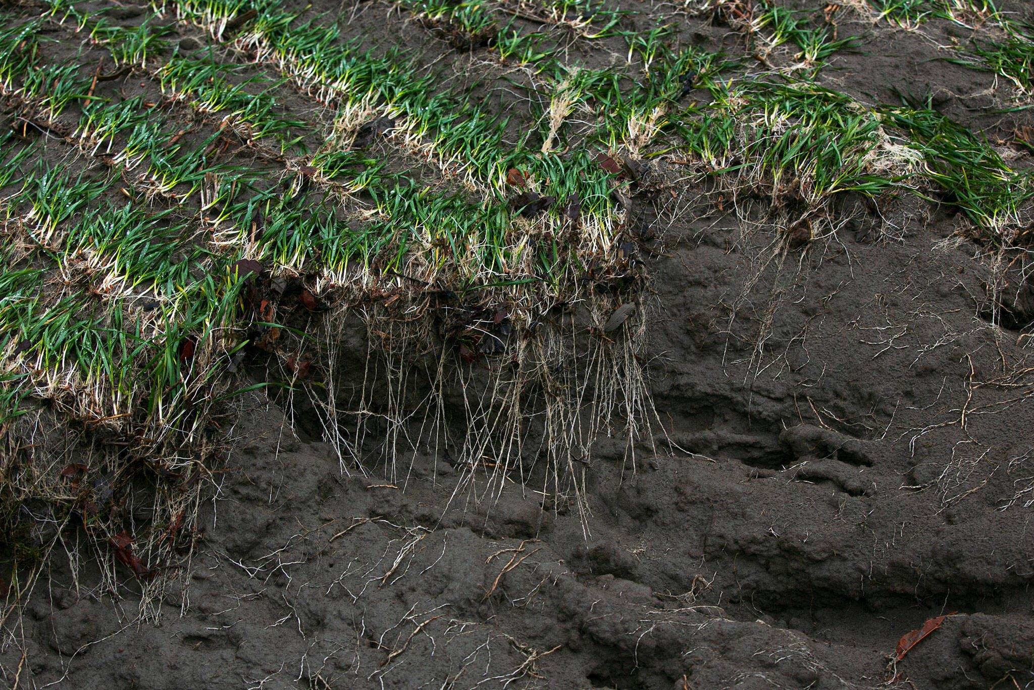 Winter wheat growing on a farm shows its roots after erosion caused by heavy flooding on Thursday, Dec. 7, 2023, in Silvana, Washington. (Ryan Berry / The Herald)