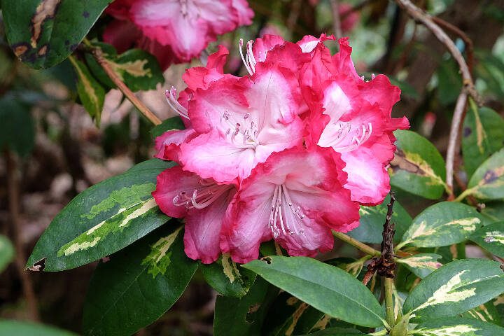Rhododendron ‘President Roosevelt’, with flowers in bloom. (Getty Images)
