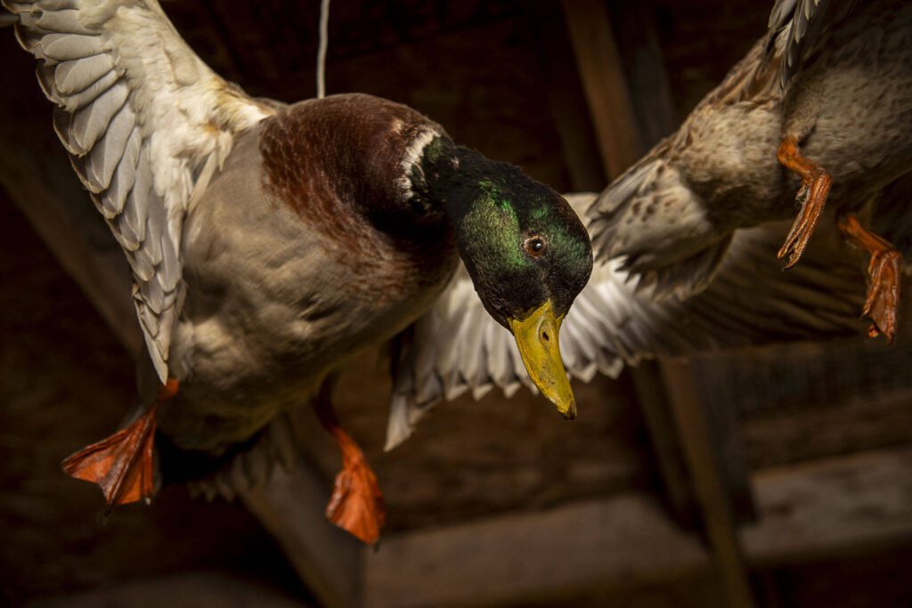 Taxidermied ducks by Steve Moro. His taxidermy business is rooted in the skills taught by his late father. (Annie Barker / The Herald)
