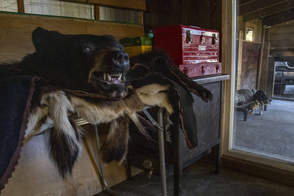 A taxidermied bear, with Clover, Steve’s Moro’s dog, standing nearby. (Annie Barker / The Herald)
