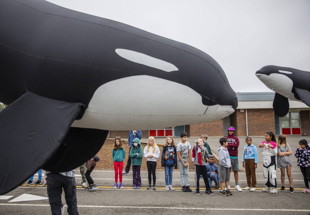 Fourth and fifth graders from Hazelwood Elementary School participate in a parade to celebrate “Orca Fest” at their school on Thursday, Oct. 12, 2023, in Lynnwood, Washington. The orca parade was one of several sea-related activities for the students, leading up to Orca Recovery Day on Oct. 14. (Olivia Vanni / The Herald)
