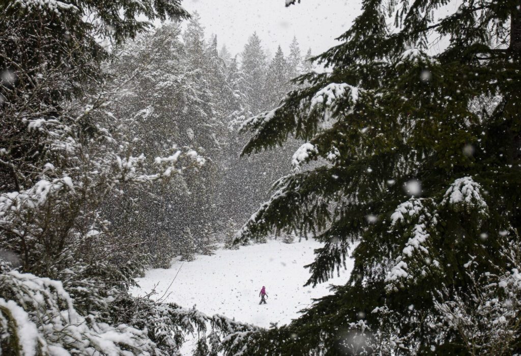 Avery Nicolayeff, 11, walks across a snow-covered field in Forest Park during a brief snowstorm on Feb. 23, 2023, in Everett, Washington. Several school districts delayed classes after 1 to 2 inches fell across the Snohomish County lowlands. (Olivia Vanni / The Herald)
