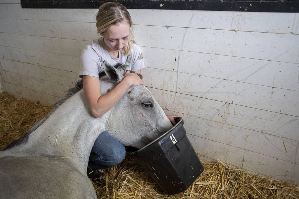 Kaisa Gifford holds up Manny’s head to drink water at the Gifford Horses barn on Friday, June 23, 2023, in Snohomish, Washington. Manny spends a lot of time laying down at the horse rescue and doesn’t have enough energy to consistently drink water. A potentially swollen kidney and bright red blood were not promising signs. (Annie Barker / The Herald)
