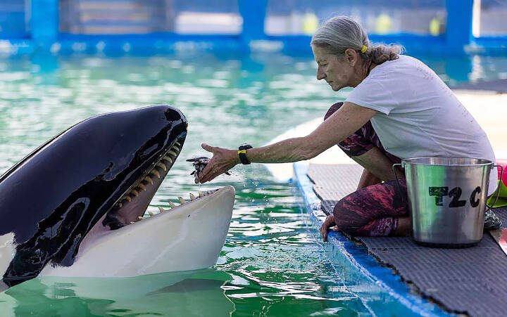 A trainer feeds Tokitae the killer whale, at her stadium tank at the Miami Seaquarium on Saturday, July 8, 2023, in Miami, Fla. The whale died in August. (Matias J. Ocner/Miami Herald/TNS)
