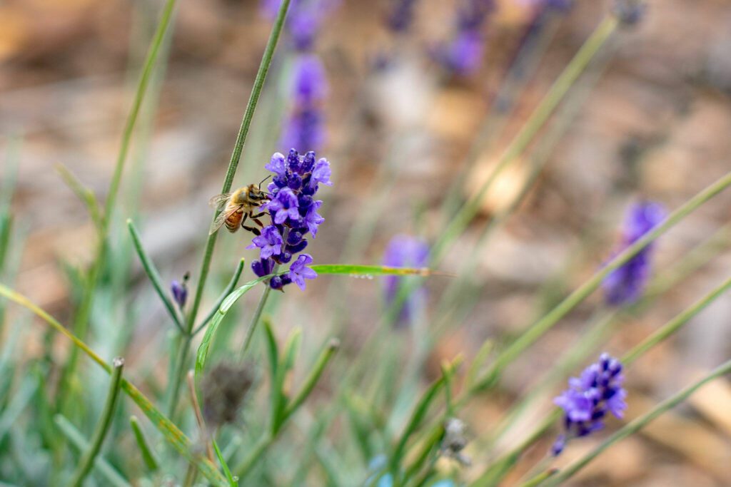 A bee from a neighboring farm stops by a lavender plant at Hierophant Meadery on Wednesday, Oct. 4, 2023, in Freeland, Washington. The owners at Hierophant are working on expanding their garden and locally growing a number of herbs and other plants. (Ryan Berry / The Herald)
