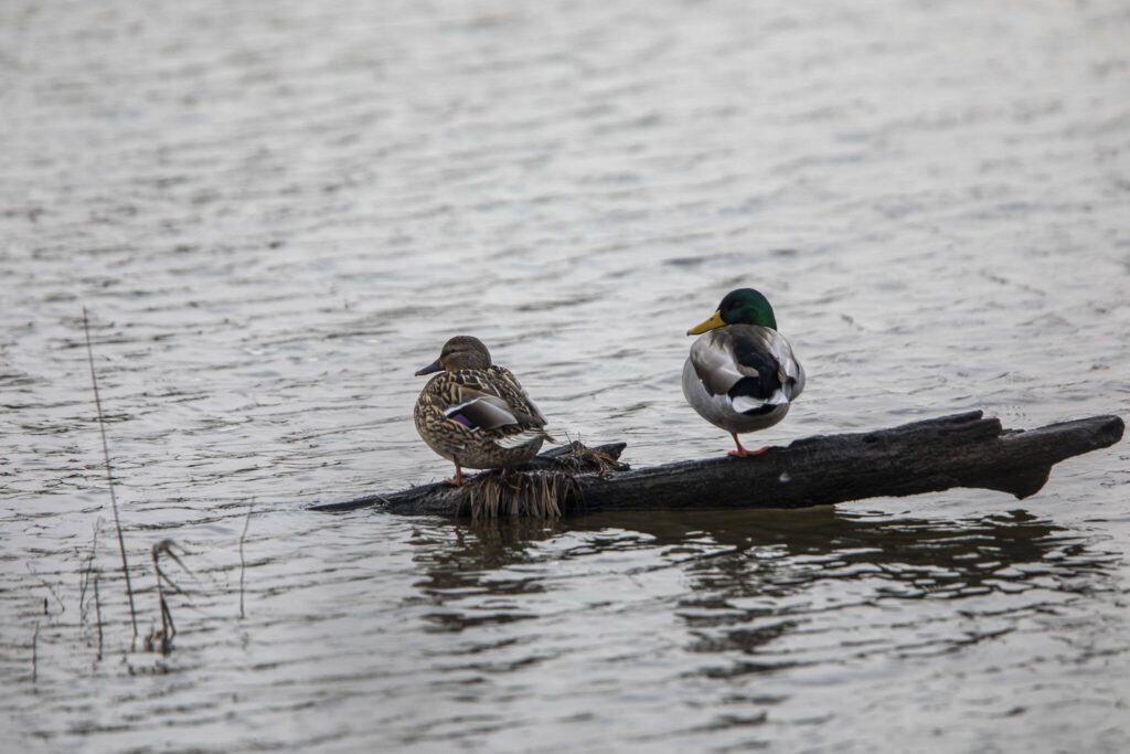 Ducks sit on a piece of wood at Spencer Island in Everett, Washington on Thursday, Jan. 11, 2024. (Annie Barker / The Herald)
