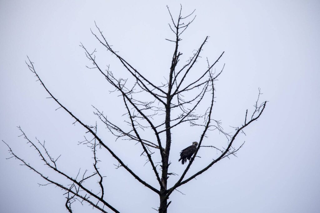 A bald eagle perches in a tree at Spencer Island in Everett, Washington on Thursday, Jan. 11, 2024. (Annie Barker / The Herald)
