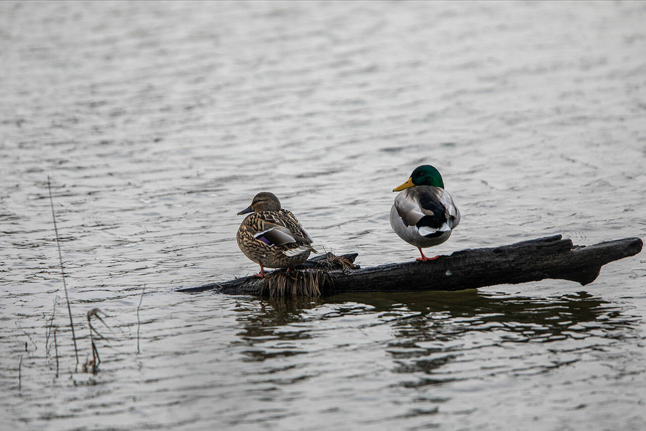 Ducks sit on a piece of wood at Spencer Island in Everett, Washington on Thursday, Jan. 11, 2024.  (Annie Barker / The Herald)