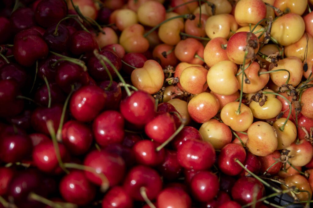 Yakima cherries from Cazares Farms at the Everett Farmers Market across from the Everett Station in Everett, Washington on Wednesday, June 14, 2023. (Annie Barker / The Herald)

