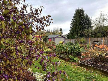 Beautyberry brings a pop of bright purple to the typically gray Pacific Northwest winter garden. (Trevor Cameron)