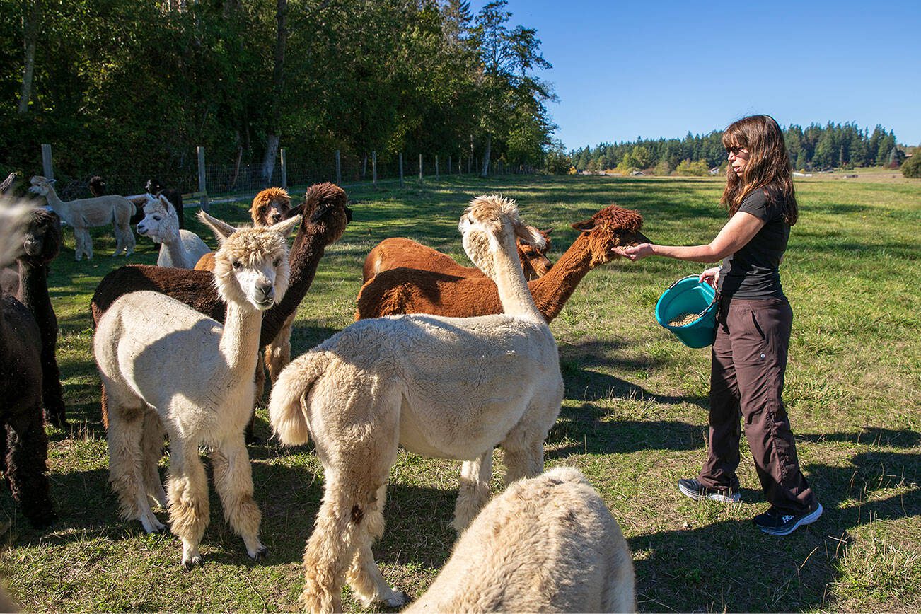 Karen Byram feeds her herd of alpacas at Alpacas De La Patagonia in Camano, Washington. Visiting guests have the opportunity to meet and feed some of the animals on the farm. Ryan Berry / Everett Herald photo