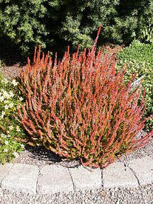 Heather grows best in a full sun location where its foliage color is richest and the flowers most abundant. (Great Plant Picks)