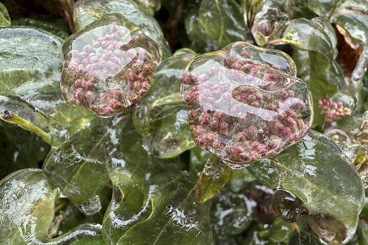 Ice covers flowers on Wednesday, Jan. 17, 2024, in Lake Oswego, Ore. (Gillian Flaccus/Associated Press)