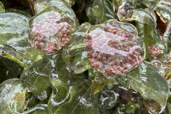 Ice covers flowers on Wednesday, Jan. 17, 2024, in Lake Oswego, Ore. An ice storm threatened to topple towering trees onto power lines and turned mountain highways treacherous Wednesday in the Pacific Northwest, where residents were urged to avoid travel. (AP Photo/Gillian Flaccus)