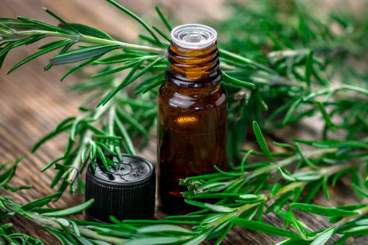 Top 12 Best Rosemary Oils for Hair Growth Reviewed (Updated 2024