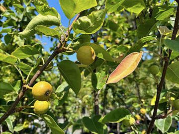Pears grow on trees at Sunnyside Nursery in Marysville. (Sunnyside Nursery)