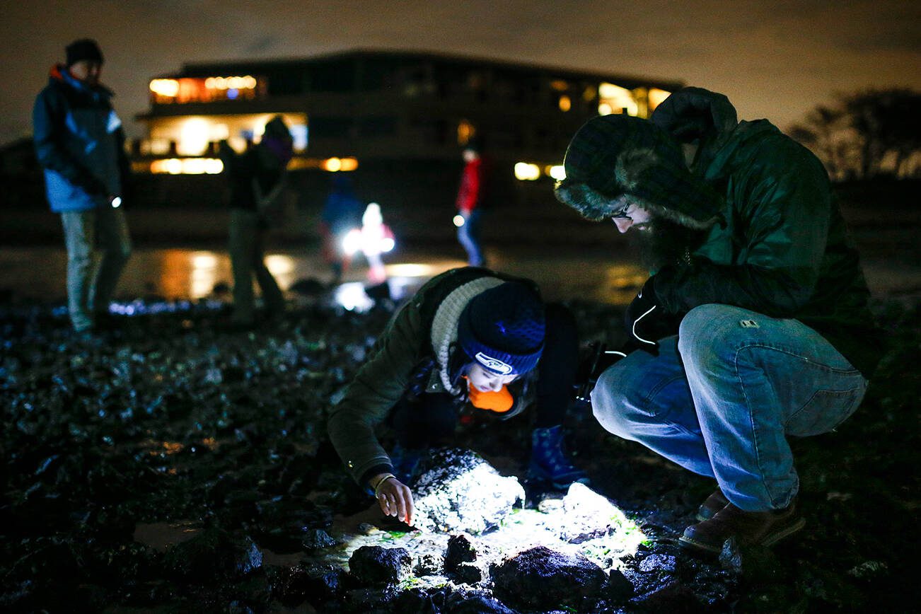 Laura Han (center), of Lynnwood, and Derek Arterburn (right), of Everett, use the glow of a flashlight to look for marine life during a beach walk after dark in Edmonds Feb. 7 2017. (Ian Terry / The Herald file)