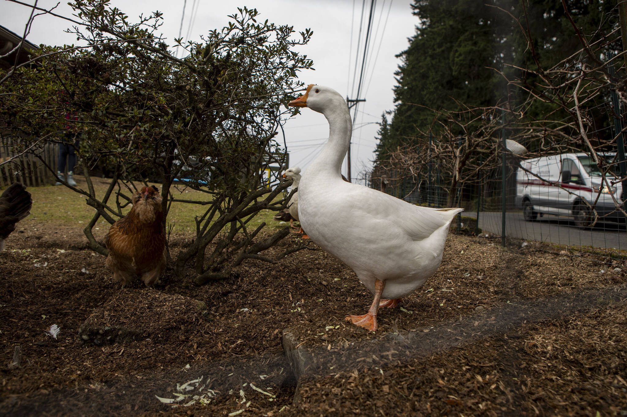 Ryan Carlson’s goose Bubba honks at cars outside his home on Monday Feb. 5, 2024 in Everett, Washington. (Annie Barker / The Herald)