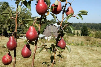 Red Bartlett pears are ready to pick at Vista D'Oro Farms in Langley in Canada's Fraser River Valley. (Ken Lambert/Seattle Times/MCT)