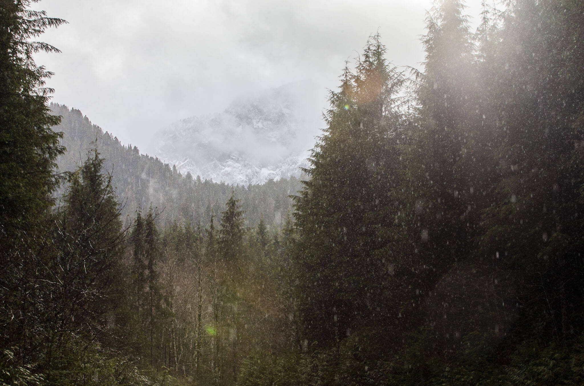 Mt. Pilchuck covered in snow is barely visible through the clouds as the sun breaks through illuminating raindrops as they fall off of the Mountain Loop Highway on Wednesday, Feb. 7, 2024 in Granite Falls, Washington. (Olivia Vanni / The Herald)