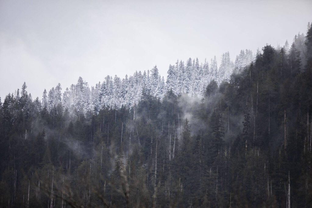 Snow covers one the trees on the highest point of a ridgeline off of Mountain Loop Highway on Wednesday, Feb. 7, 2024 in Granite Falls, Washington. (Olivia Vanni / The Herald)
