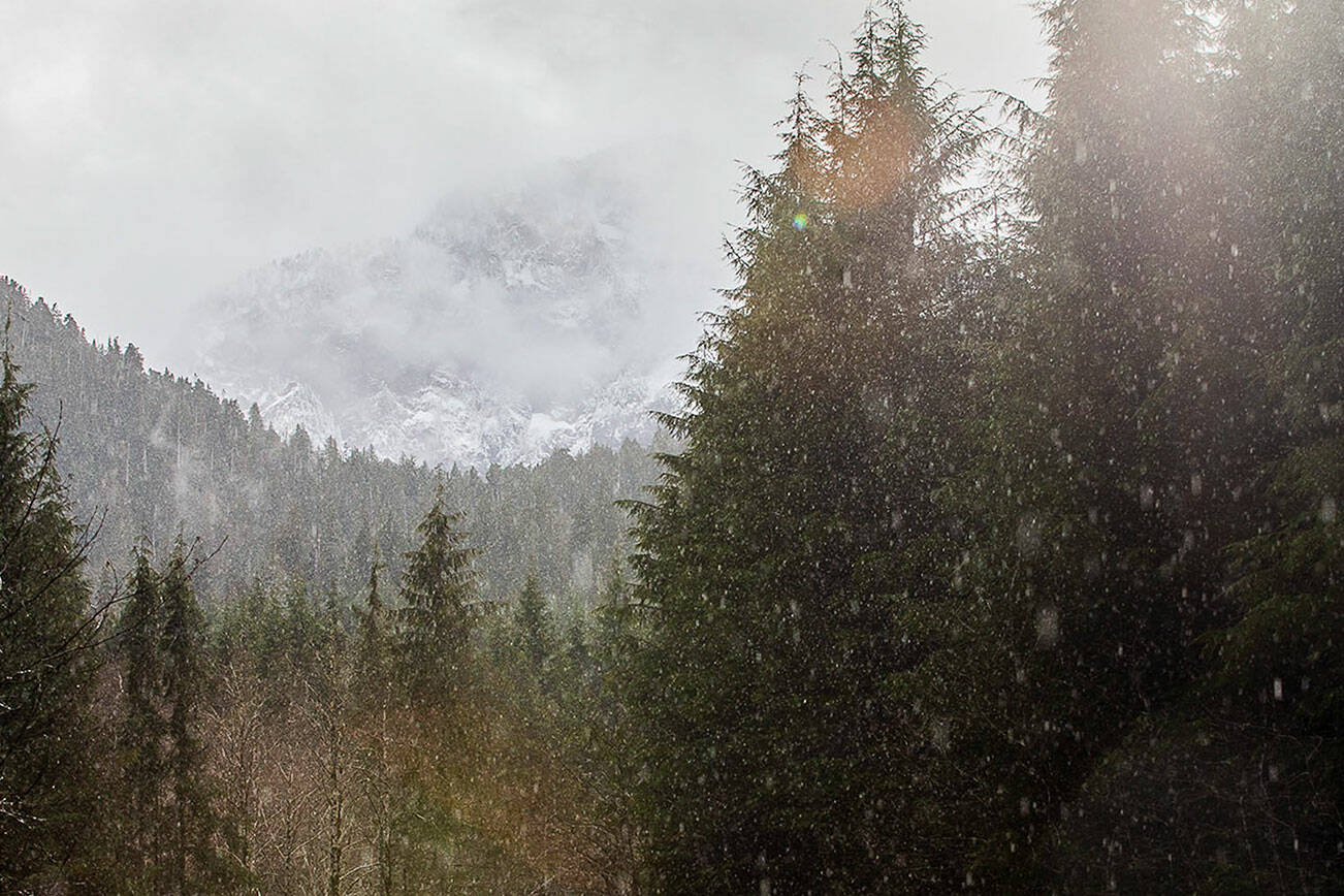 Mt. Pilchuck covered in snow is barely visible through the clouds as the sun breaks through illuminating raindrops as they fall off of the Mountain Loop Highway on Wednesday, Feb. 7, 2024 in Granite Falls, Washington. (Olivia Vanni / The Herald)