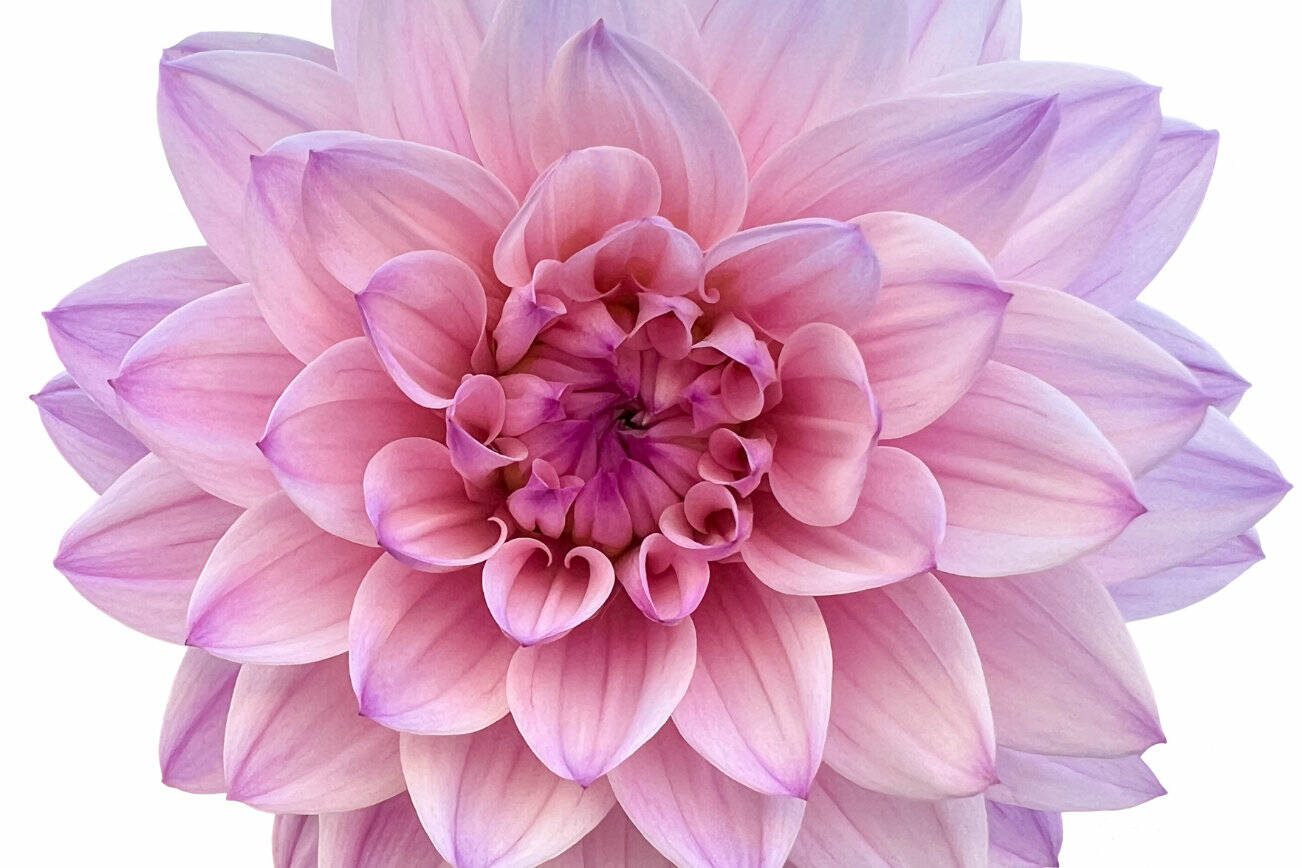 A truly perfect purple Dahlia. Soft purple with dark purple tips and touch of pink throughout.