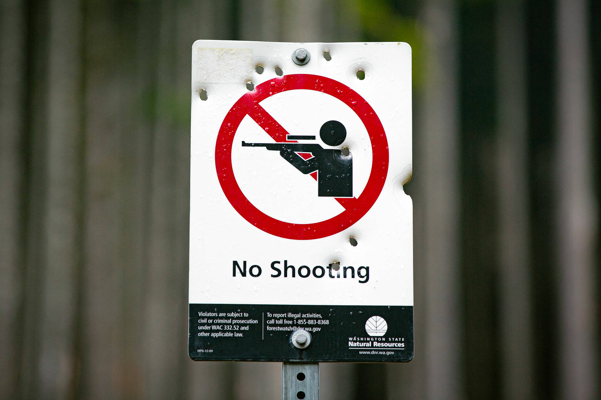 A “No Shooting” sign on DNR land near Spada Lake is full of bullet holes on Thursday, Feb. 8, 2024, along Sultan Basin Road near Sultan, Washington. People frequent multiple locations along the road to use firearms despite signage warning them not to. (Ryan Berry / The Herald)
