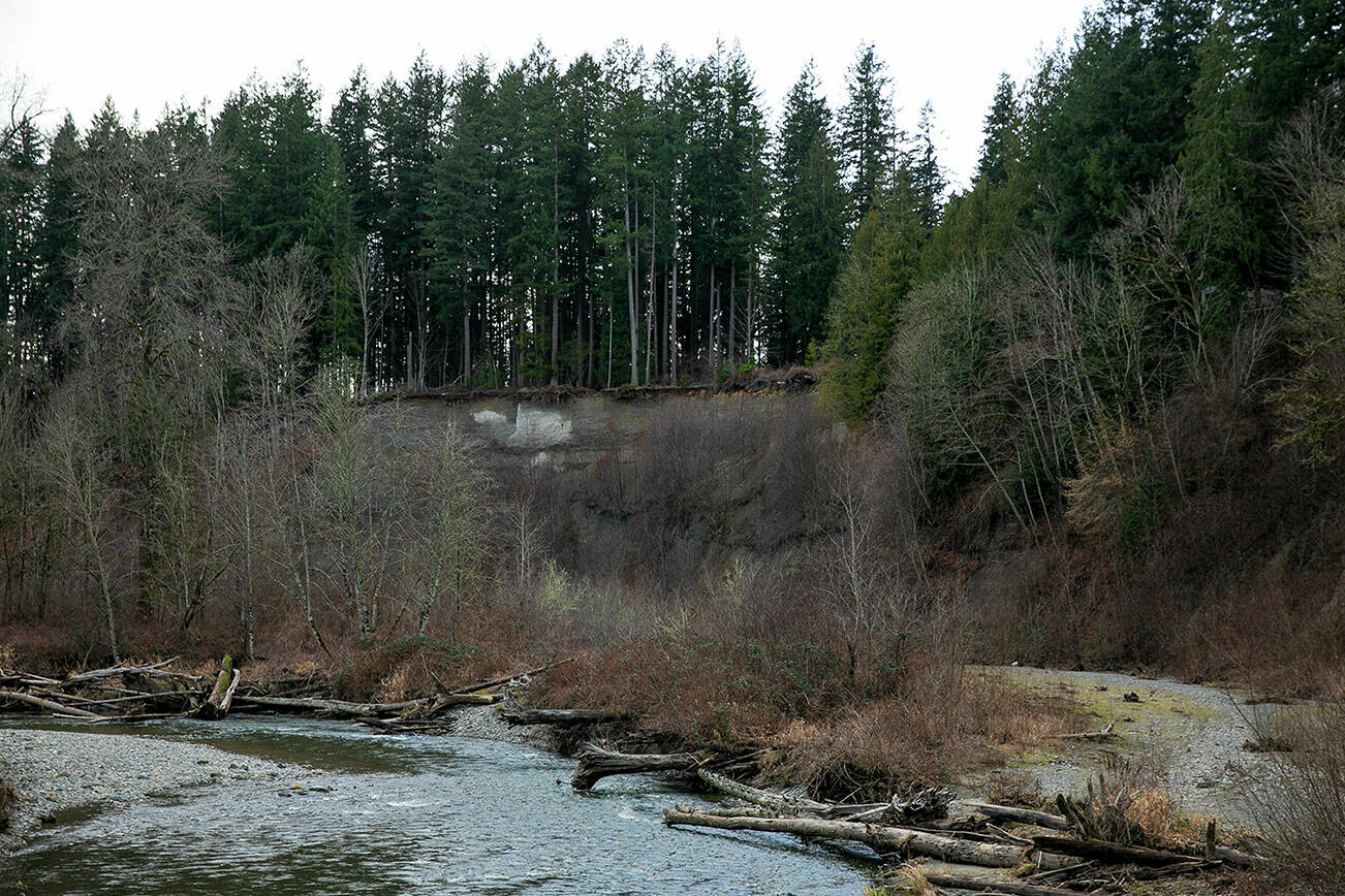 A cliff above the Pilchuck River shows signs of erosion Friday, Feb. 9, 2024, in Lake Stevens, Washington. Lake Connor Park sits atop the cliff. (Ryan Berry / The Herald)