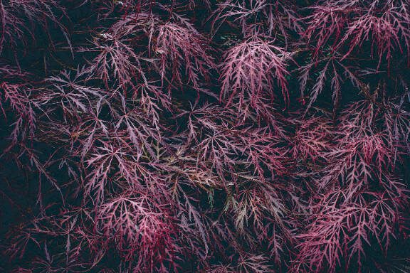 Red foliage of the weeping Laceleaf Japanese Maple tree (Acer palmatum) background texture. High quality photo.