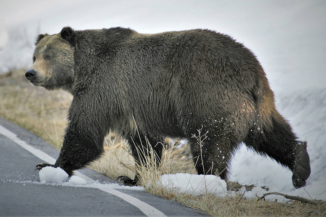 The Hope Mountain Centre for Outdoor Learning has a hotline at 1-855-GO-GRIZZ to report grizzly bear sightings. (Joe Lieb/US Fish and Wildlife Service via Associated Press)